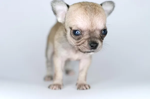 Kleiner Hundewelpe Chihuahua Nahaufnahme von vorne Stockbild