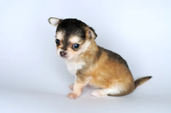Маленькая собака щенок чихуахуа со стороны сидит — стоковое фото
