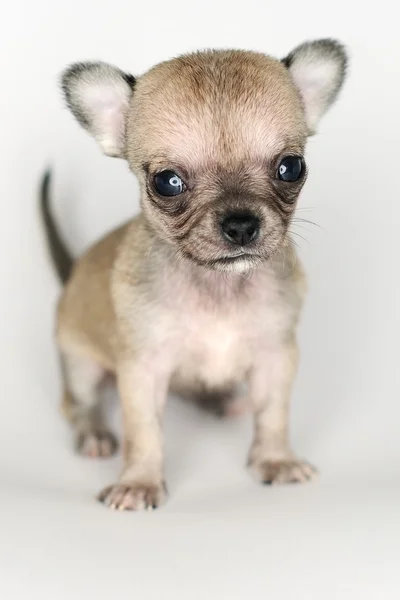 Perro cachorro chihuahua primer plano desde el frente —  Fotos de Stock