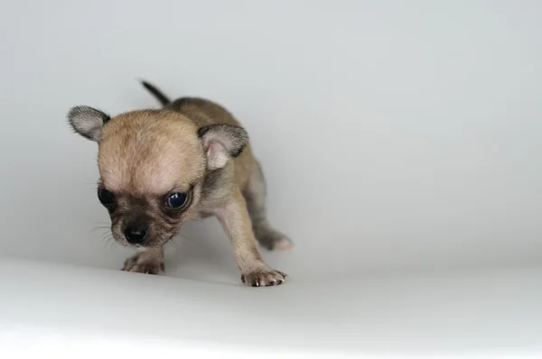 Perro cachorro chihuahua primer plano desde el frente — Foto de Stock