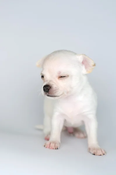 Pequeño perro chihuahua cachorro desde el frente —  Fotos de Stock