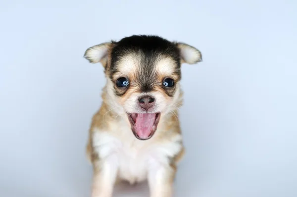 Kleiner Hundewelpe Chihuahua mit offenem Hügel — Stockfoto