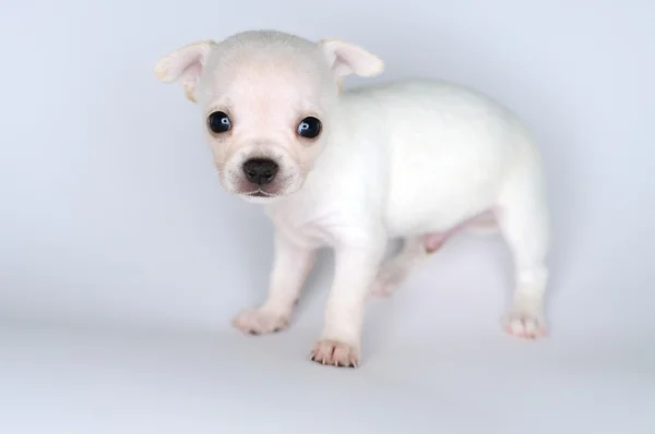 Čivava štěně malého psa s velkou očima — Stock fotografie