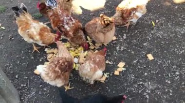 Bazı kırmızı tavuklar yerde yemek yiyor.