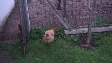 Bazı kırmızı tavuklar çimlerde salyangoz ve böcek yiyorlar.