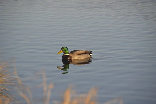 Pato Macho Solitário Superfície Calma Lagoa — Fotografia de Stock