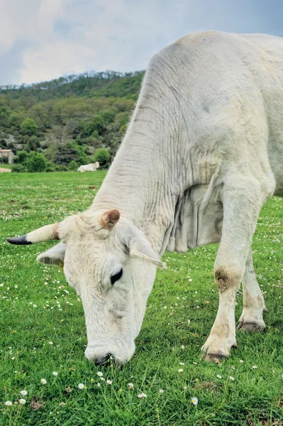 White Cow — Stock Photo, Image