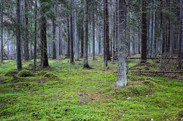 Coniferous Forest — Stock Photo, Image