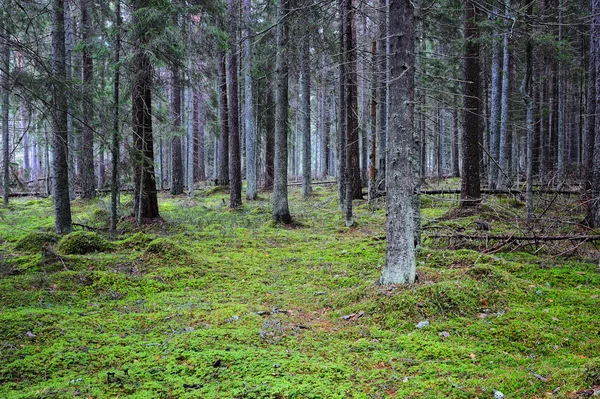 Foresta di conifere Foto Stock