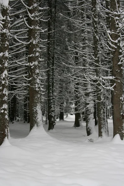 冬天下雪树木 — 图库照片