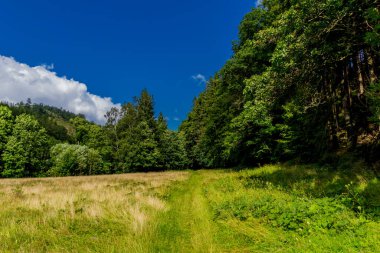 Yaz sonu yürüyüşü. Kleinschmalkalden yakınlarındaki Thuringian Ormanı 'nda.
