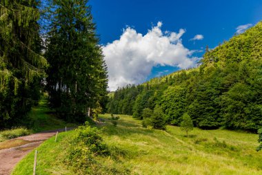 Yaz sonu yürüyüşü. Kleinschmalkalden yakınlarındaki Thuringian Ormanı 'nda.