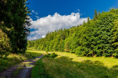 Yaz sonu yürüyüşü. Kleinschmalkalden yakınlarındaki Thuringian Ormanı 'nda.