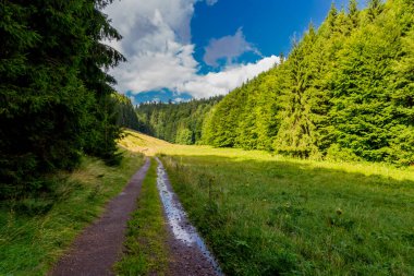 Yaz sonu yürüyüşü. Kleinschmalkalden yakınlarındaki Thuringian Ormanı 'nda.