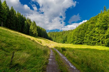 Yaz sonu yürüyüşü. Kleinschmalkalden yakınlarındaki Thuringian Ormanı 'nda.
