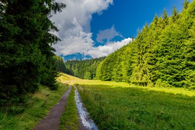 Yaz sonu yürüyüşü. Kleinschmalkalden yakınlarındaki Thuringian Ormanı 'nda.
