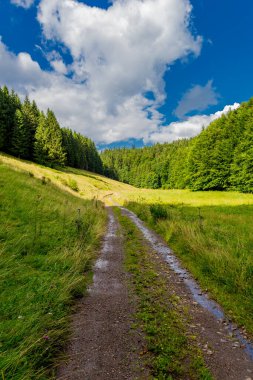 Yaz sonu yürüyüşü. Kleinschmalkalden yakınlarındaki Thuringian Ormanı 'nda.