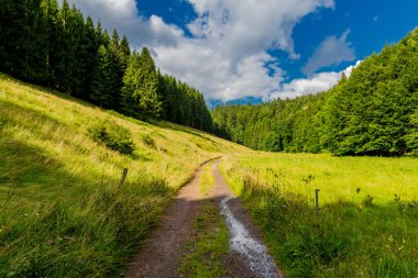 Yaz sonu yürüyüşü. Kleinschmalkalden yakınlarındaki Thuringian Ormanı 'nda.