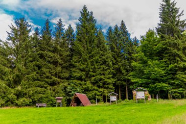 Yaz sonu yürüyüşü. Kleinschmalkalden yakınlarındaki Thuringian Ormanı 'nda.