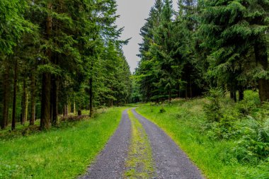 Yaz sonu yürüyüşü. Kleinschmalkalden yakınlarındaki Thuringian Ormanı 'nda.