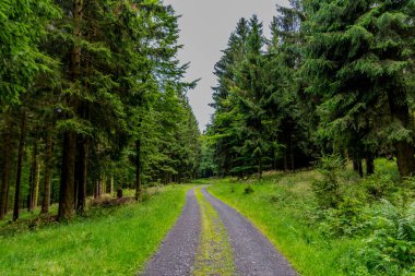 Yaz sonu yürüyüşü. Kleinschmalkalden yakınlarındaki Thuringian Ormanı 'nda.