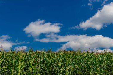 Schmalkalden yakınlarında yaz sonu tahıl hasadı - Thüringen - Almanya