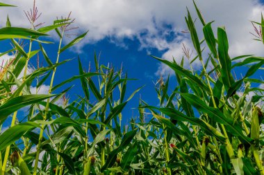 Schmalkalden yakınlarında yaz sonu tahıl hasadı - Thüringen - Almanya