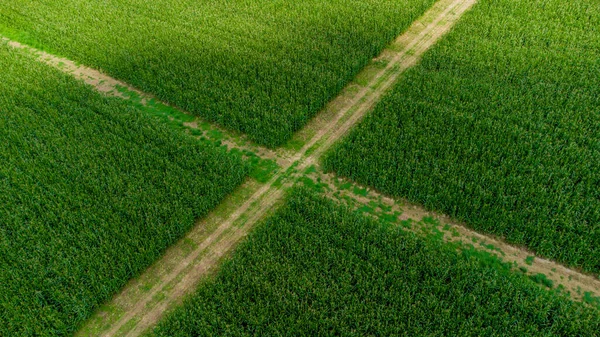 Vendemmia Tarda Estate Vicino Schmalkalden Turingia Germania — Foto Stock