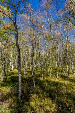 Rhn Ulusal Parkı 'ndaki yolda ve sonbahar atmosferinde Hesse
