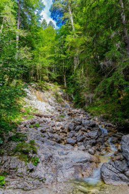 Bavyera Alpleri 'ndeki güzel Eibsee' ye yaz keşfi turu - Almanya