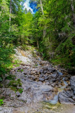 Bavyera Alpleri 'ndeki güzel Eibsee' ye yaz keşfi turu - Almanya