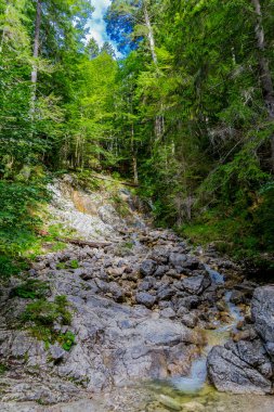 Bavyera Alpleri 'ndeki güzel Eibsee' ye yaz keşfi turu - Almanya