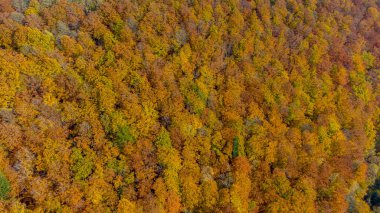 Suhl-Thuringia yakınlarındaki Domberg 'de güzel bir sonbahar keşfi turu.