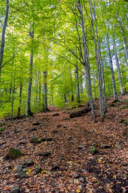Thüringen Ormanı 'nın güzel doğasında sonbahar yürüyüşü