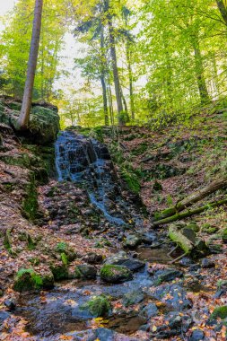 Thüringen Ormanı 'nın güzel doğasında sonbahar yürüyüşü