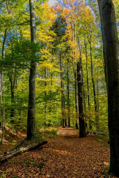 Thüringen Ormanı Nın Güzel Doğasında Sonbahar Yürüyüşü — Stok fotoğraf