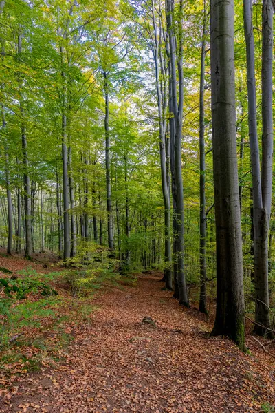 Autumn Walk Beautiful Nature Thuringian Forest Thuringia — Stock Photo, Image
