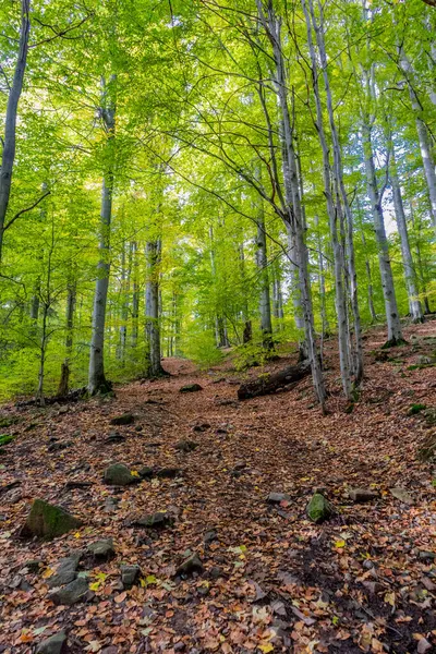 Thüringen Ormanı Nın Güzel Doğasında Sonbahar Yürüyüşü — Stok fotoğraf