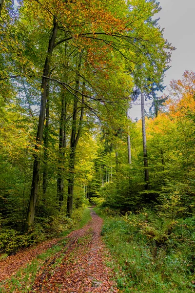Φθινόπωρο Πόδια Μέσα Από Την Όμορφη Φύση Της Θουριγγίας Δάσος — Φωτογραφία Αρχείου