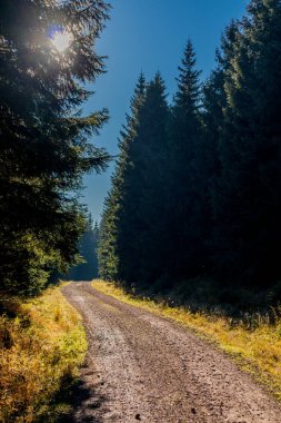 Oberhof yakınlarındaki Schtzenbergmoor 'daki Thuringian Ormanı' nın tepelerinde sonbahar yürüyüşü