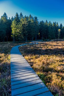 Oberhof yakınlarındaki Schtzenbergmoor 'daki Thuringian Ormanı' nın tepelerinde sonbahar yürüyüşü