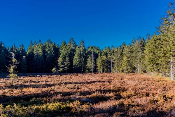 Autumn Walk Heights Thuringian Forest Schtzenbergmoor Oberhof Thuringia — Stock Photo, Image