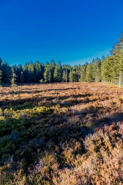 오베르 튀링겐 근처에 베르그 무어에 튀링겐 지대에서 가을걷기 — 스톡 사진