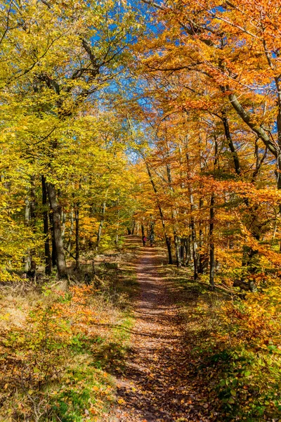 Thüringen Ormanı Nın Kıyısındaki Wartburg Kasabası Eisenach Etrafında Sonbahar Yürüyüşü — Stok fotoğraf