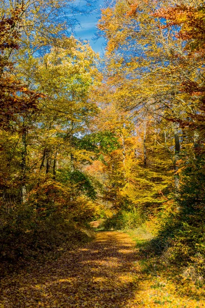 Thüringen Ormanı Nın Kıyısındaki Wartburg Kasabası Eisenach Etrafında Sonbahar Yürüyüşü — Stok fotoğraf