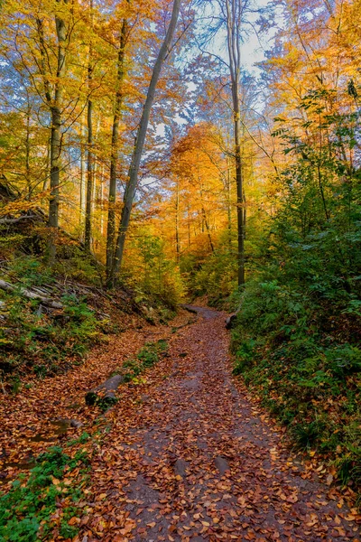 Thüringen Ormanı Nın Kıyısındaki Wartburg Kasabası Eisenach Etrafında Sonbahar Yürüyüşü — Stok fotoğraf