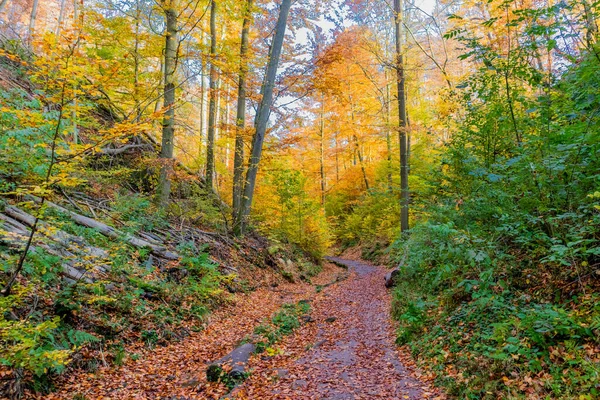 Promenade Automnale Autour Ville Wartburg Eisenach Lisière Forêt Thuringe Thuringe — Photo