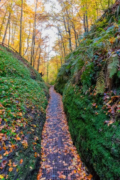 Passeggiata Autunnale Intorno Alla Città Wartburg Eisenach Margini Della Foresta — Foto Stock