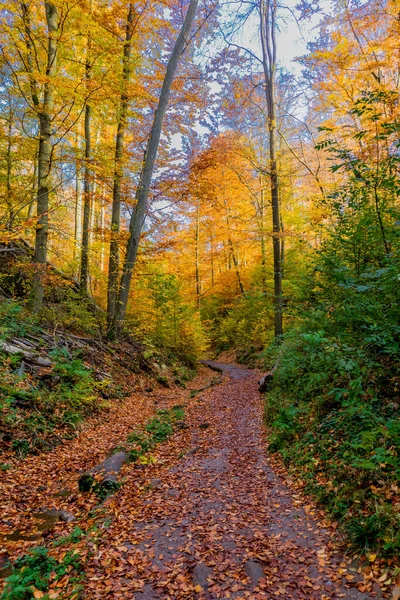 Herbstwanderung Rund Die Wartburgstadt Eisenach Rande Des Thüringer Waldes Thüringen — Stockfoto