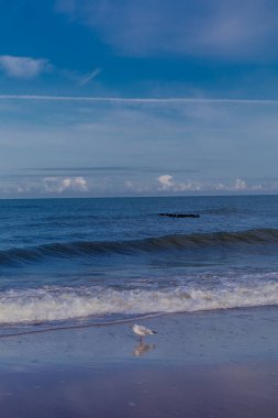 Polonya Baltık Denizi 'nde güzel bir sahil yürüyüşü Mielno - Polonya kapılarında